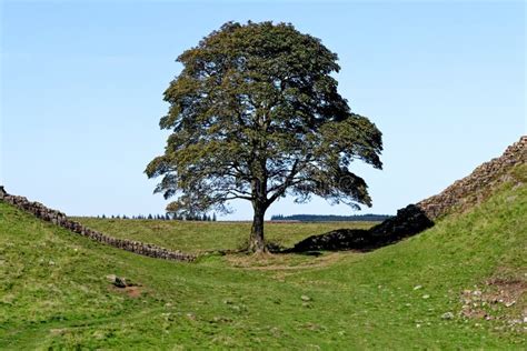 Sycamore Gap - Hadrian`s Wall - Northumberland, England Stock Photo ...