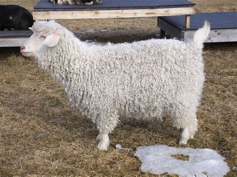 Pygora Goat Type A - is similar to the fleece of an Angora goat a long ...