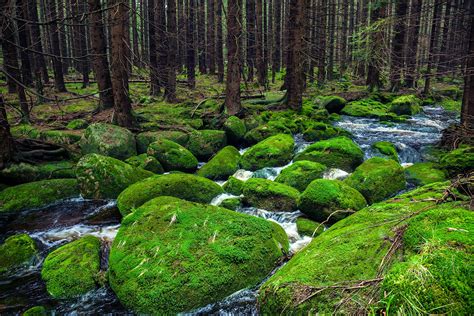 The Black Forest travel | Germany - Lonely Planet