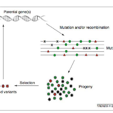 (PDF) Protein Evolution for Biocatalyst