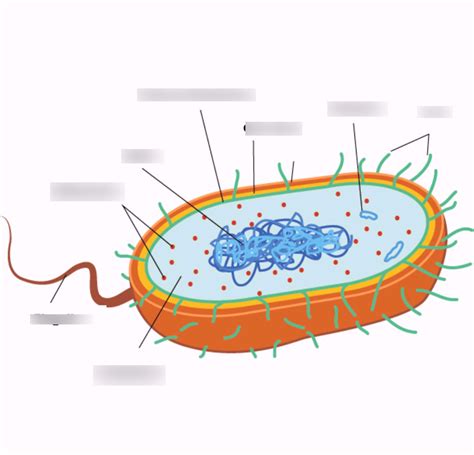 Parts of a Bacteria Cell Diagram | Quizlet