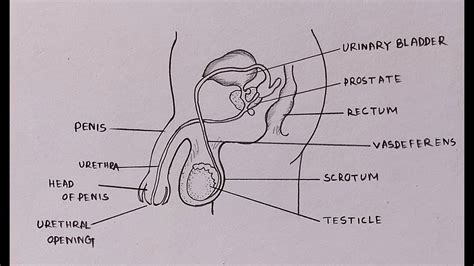 Male Reproductive System Picture With Label | Images and Photos finder