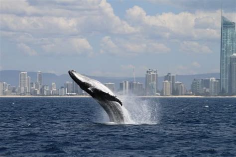 Hermanus, Western Cape named world's best whale-watching spot [photos]