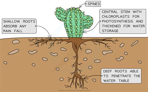 Adaptations of Xerophytes | DP IB Biology: HL Revision Notes 2016