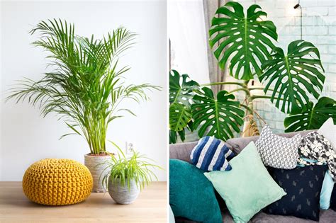 Indoor Plants Decoration