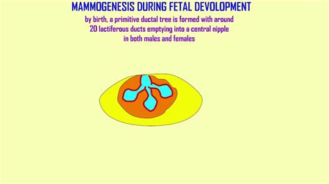 mammogenesis during fetal development - YouTube