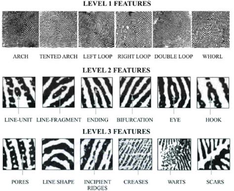 Fingerprint features at Level 1, Level 2 and Level 3 2,3 . | Download ...