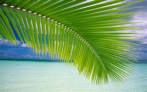 Coconut Tree Leaf at Beach | HD Wallpapers