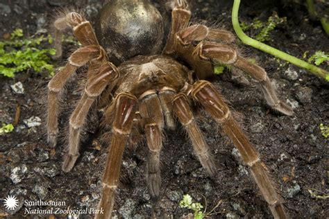 Smithsonian Insider – Goliath Bird-Eating Spider | Smithsonian Insider