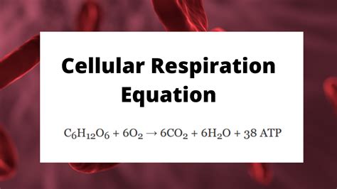 Write The Complete Balanced Equation For Cellular Respiration ...