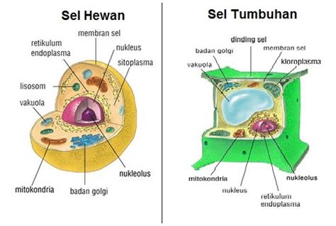 Struktur Sel Hewan Dan Sel Tumbuhan Beserta Gambar Berbagai Struktur ...