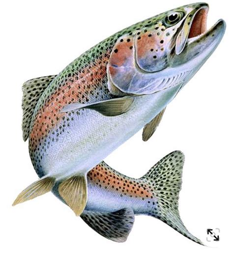 Fish Drawings, Animal Drawings, Trout Fishing, Fly Fishing, Trout ...