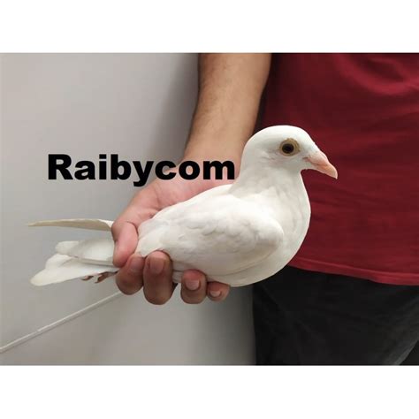 Jual Burung Merpati Pos Putih Polos Bersih White Racing Pigeon Mpos ...