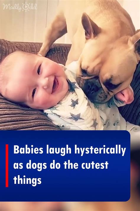 Babies laugh hysterically as dogs do the cutest things | Dog cover ...