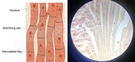 Cardiac Muscle Under Microscope Labeled