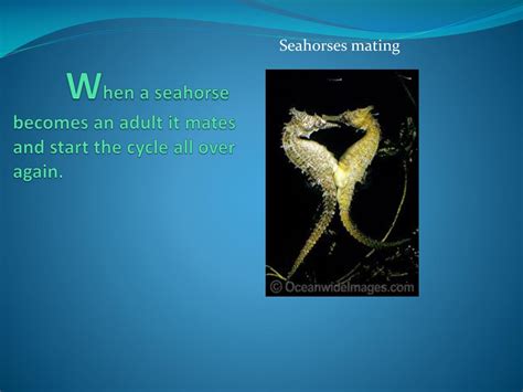 PPT - Life Cycle of a Seahorse PowerPoint Presentation, free download ...