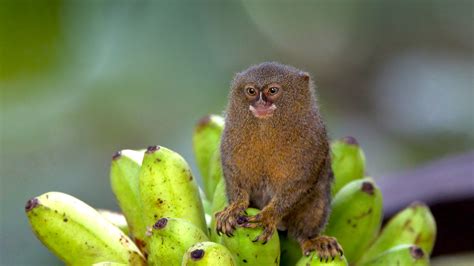 pygmy marmoset -Pet | Baby | Facts | Diet | Lifespan | Habitat ...