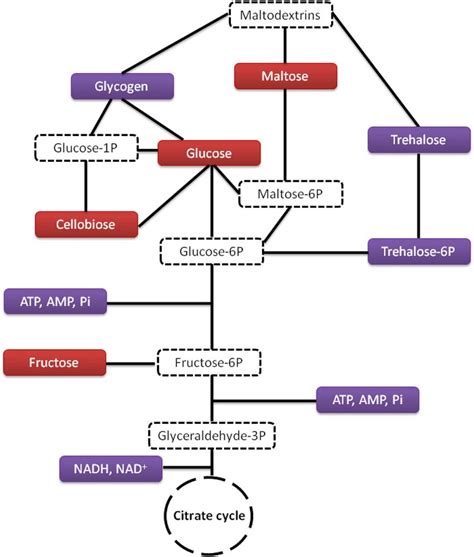 Pathway Of Carbohydrate Metabolism