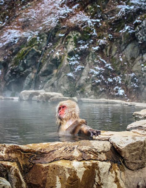 Nagano Snow Monkeys - how to visit Jigokudani Monkey Park - CK Travels