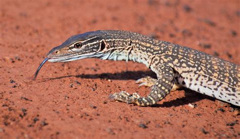 Sand goanna (Varanus gouldii) in Kalgoorlie, Western Australia ...