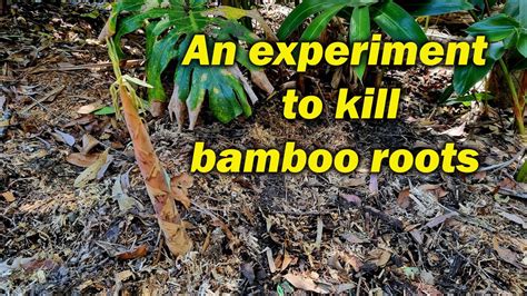 Experiment to kill bamboo roots Part 1 - YouTube