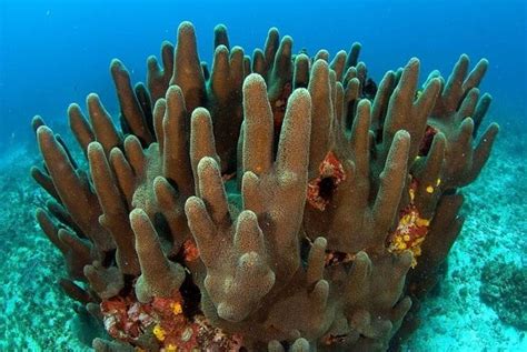 Pillar coral - Alchetron, The Free Social Encyclopedia