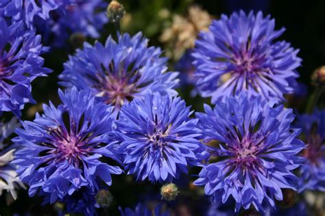 Home & Living 300/500 seeds Bachelor Button Dwarf Blue Outdoor ...