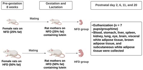 Metabolites | Free Full-Text | Maternal High-Fat Diet Consumption in ...