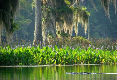 Edward Ball Wakulla Springs State Park | Florida State Parks