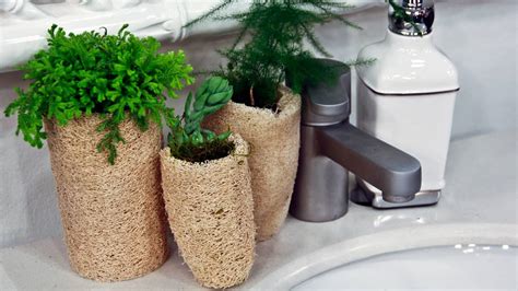 Three small plants on a sink