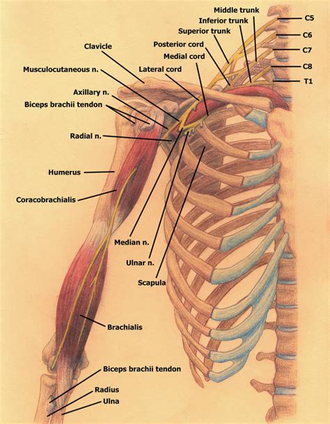 Branching of the Brachial Plexus (anterior view) by Blique on DeviantArt