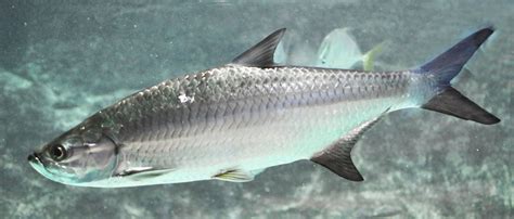 Atlantic tarpon - Wikipedia