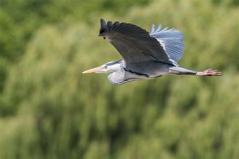 Great Blue Heron Flying · Free Stock Photo