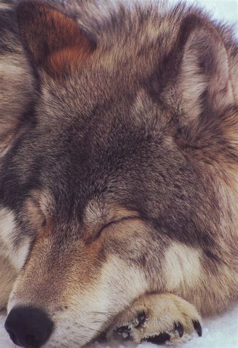 fact | Sleeping wolf, Wolf dog, Beautiful wolves