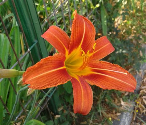 Hemerocallis fulva 2 – Enciclopedie.info