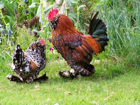 Belgian Bearded d'Uccle Bantam | Barbu d'Uccle Millefleur pair (click ...