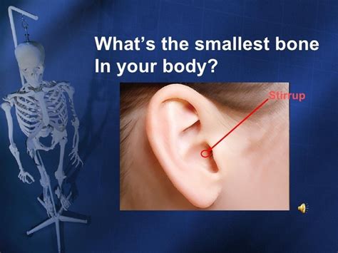 Which is the shortest bone in our body? - Brainly.in