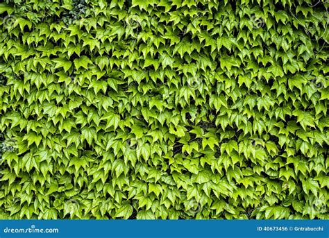 Virginia Creeper, Boston Ivy, Parthenocissus Stock Photo - Image of ...