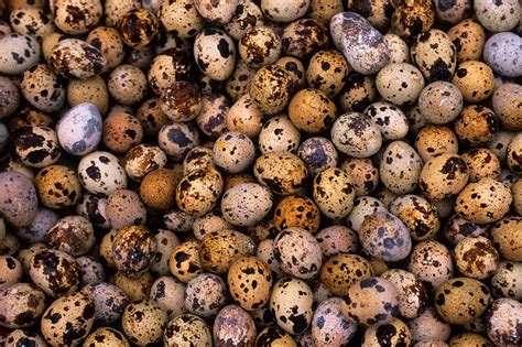 Quail, the Quieter Back-Yard Egg Option | The New Yorker