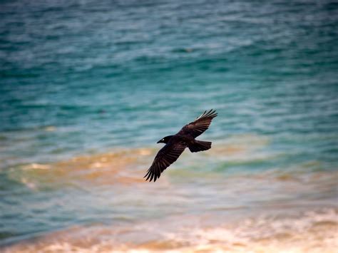 Wildlife Bucket List: Ten Creatures To Spot In Freycinet National Park ...