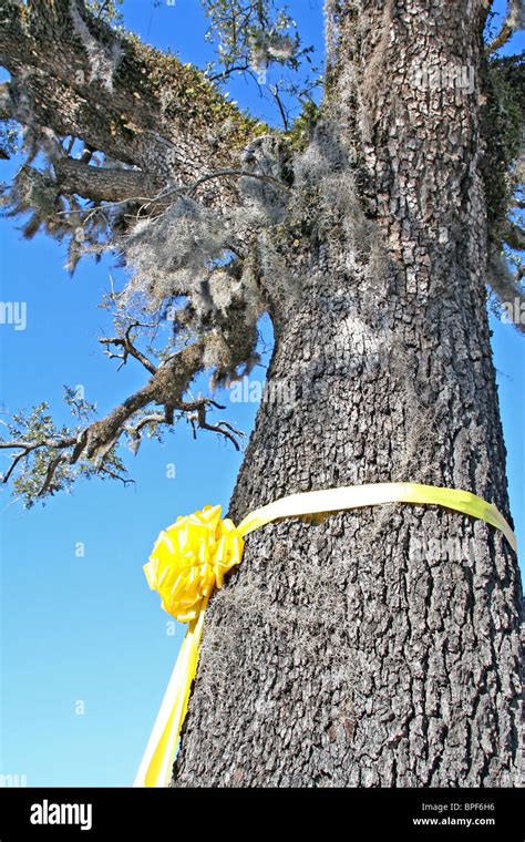 Yellow ribbon around tree Stock Photo - Alamy