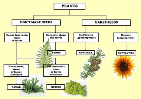 Classifications of flowering and non flowering plants | Plant ...