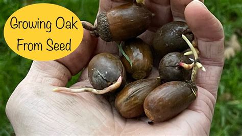 Growing Oak Trees from Acorns - Easiest Method - YouTube