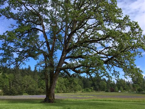 Do You Have Oregon White Oak Trees on Your Property? - Clackamas SWCD