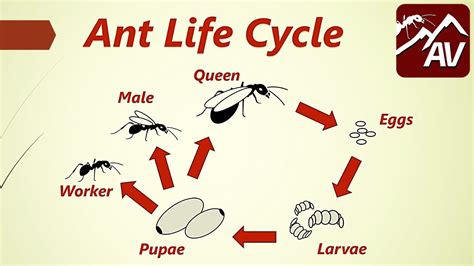 Ant Life Cycle - Queen Ants explained - YouTube