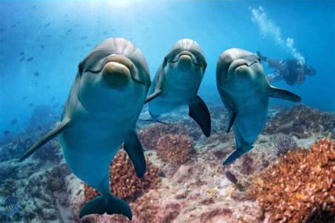 10 best places to swim with dolphins - DIVE Magazine