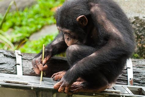 The Incredible Range of Chimpanzee Behavior - JSTOR Daily