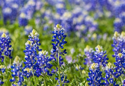 Blue Bell Flower Texas - Home Alqu