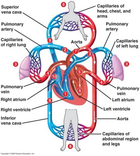 Blood Flow Diagram Of Heart