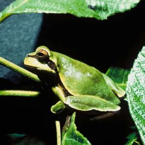 Pine Barrens tree frog - Facts, Diet, Habitat & Pictures on Animalia.bio